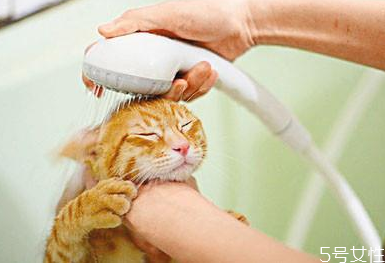 貓洗澡水溫在多少合適 貓洗澡發(fā)抖會死嗎 貓洗澡水溫在多少合適 貓洗澡發(fā)抖會死嗎