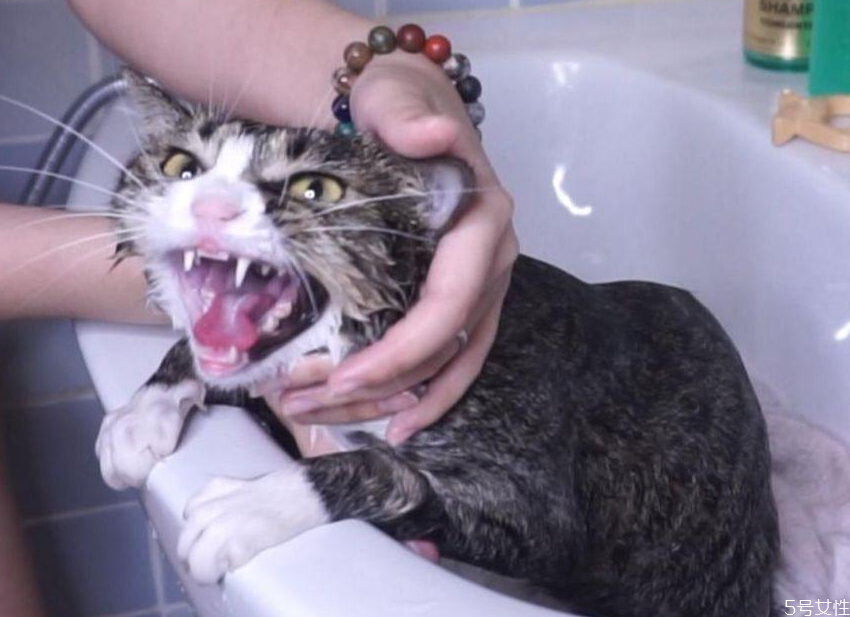 沒(méi)有沐浴露貓?jiān)趺聪丛?人用的沐浴露可以給貓用嗎 沒(méi)有沐浴露貓?jiān)趺聪丛?人用的沐浴露可以給貓用嗎