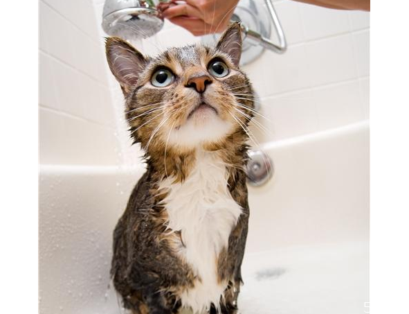 沒(méi)有沐浴露貓?jiān)趺聪丛?人用的沐浴露可以給貓用嗎 沒(méi)有沐浴露貓?jiān)趺聪丛?人用的沐浴露可以給貓用嗎