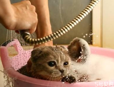 貓洗澡毛沒吹干怎么辦 貓咪洗澡怎么快速吹干 貓洗澡毛沒吹干怎么辦 貓咪洗澡怎么快速吹干