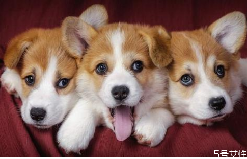 狗的壽命一般多長(zhǎng) 狗一年相當(dāng)于幾歲 狗的壽命一般多長(zhǎng) 狗一年相當(dāng)于幾歲