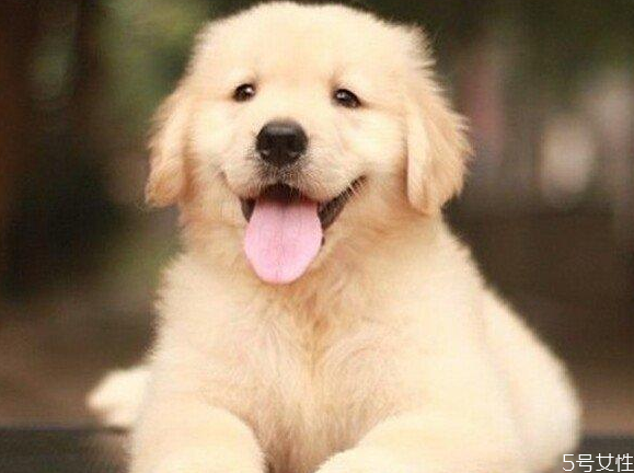 狗的壽命一般多長(zhǎng) 狗一年相當(dāng)于幾歲 狗的壽命一般多長(zhǎng) 狗一年相當(dāng)于幾歲