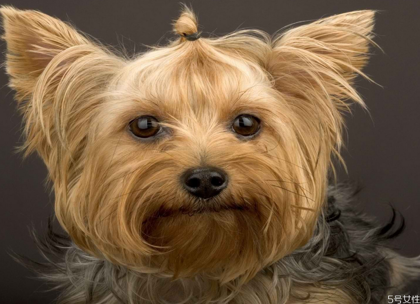 狗狗死后為什么不能碰 給狗狗正確的下葬方法 狗狗死后為什么不能碰 給狗狗正確的下葬方法