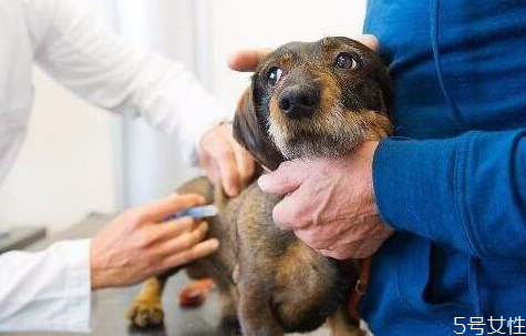 狗狗怎么訓練才聽話 訓練狗狗離開主人不叫 狗狗怎么訓練才聽話 訓練狗狗離開主人不叫