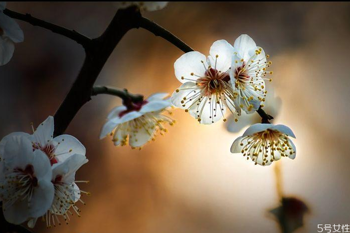 立春不宜做哪些事情 立春禁忌 立春不宜做哪些事情 立春禁忌