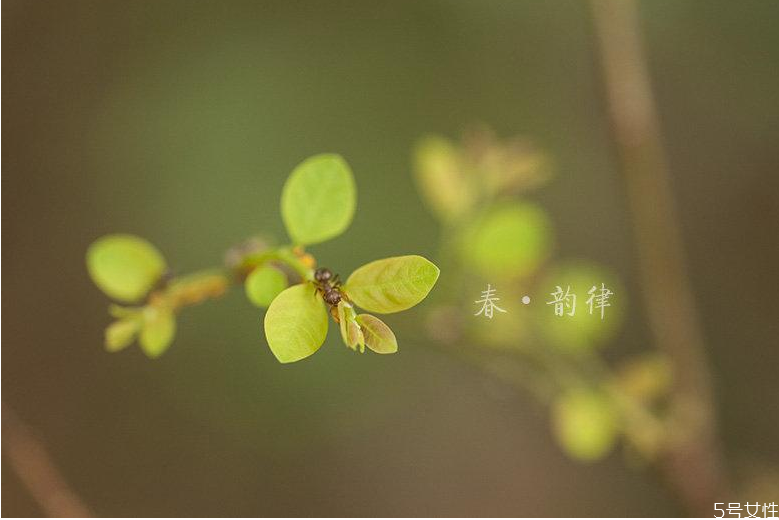 立春不宜做哪些事情 立春禁忌 立春不宜做哪些事情 立春禁忌