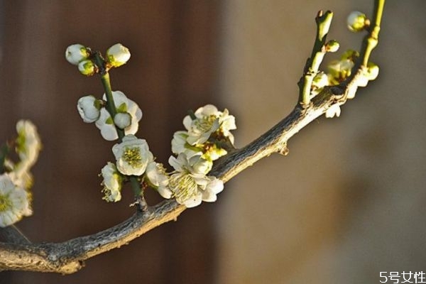 躲春時間和方法 躲春的原因 躲春時間和方法 躲春的原因