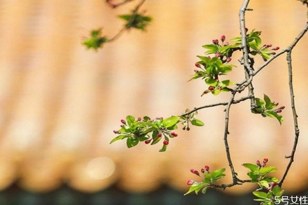 立春如何躲春 立春怎么躲太歲 立春如何躲春 立春怎么躲太歲