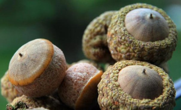 風(fēng)流果有什么功效作用 風(fēng)流果有什么用 風(fēng)流果有什么功效作用 風(fēng)流果有什么用