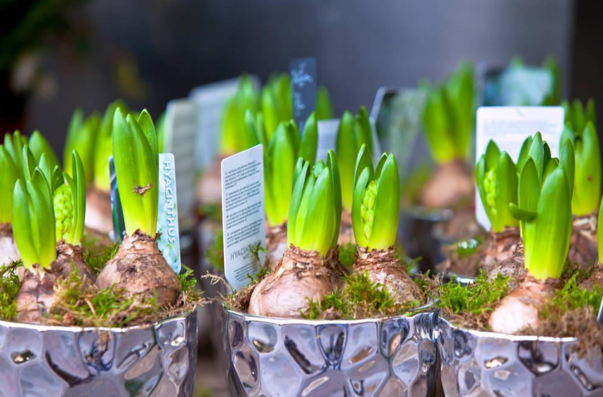 風(fēng)信子過敏怎么辦 家里有孕婦可以養(yǎng)風(fēng)信子嗎 風(fēng)信子過敏怎么辦 家里有孕婦可以養(yǎng)風(fēng)信子嗎