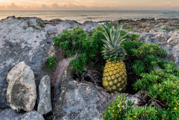 鳳梨和菠蘿的營養(yǎng)價值有什么不同 也是一樣的嗎 鳳梨和菠蘿的營養(yǎng)價值有什么不同 也是一樣的嗎