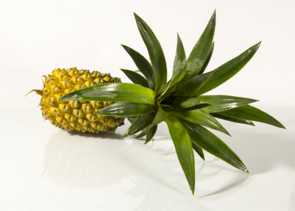 鳳梨切開后怎么保存 鳳梨切開后放冰箱可以儲存多長時間 鳳梨切開后怎么保存 鳳梨切開后放冰箱可以儲存多長時間