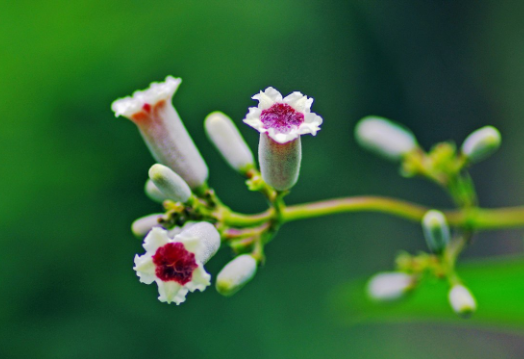 雞屎藤糖水的做法 雞屎藤煮水喝的功效 雞屎藤糖水的做法 雞屎藤煮水喝的功效