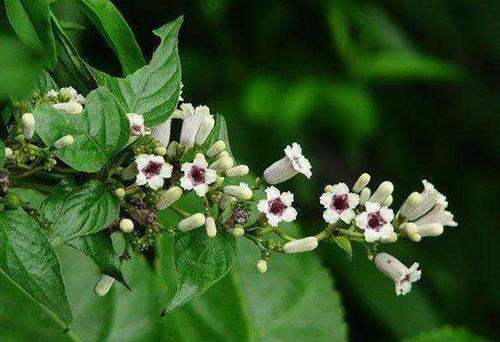 雞屎藤糖水的做法 雞屎藤煮水喝的功效 雞屎藤糖水的做法 雞屎藤煮水喝的功效