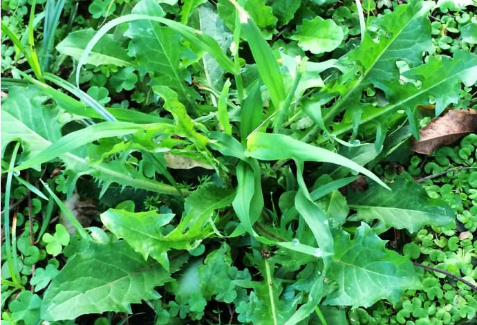 白鼓釘與蒲公英的區(qū)別 白鼓釘長(zhǎng)什么樣子 白鼓釘與蒲公英的區(qū)別 白鼓釘長(zhǎng)什么樣子