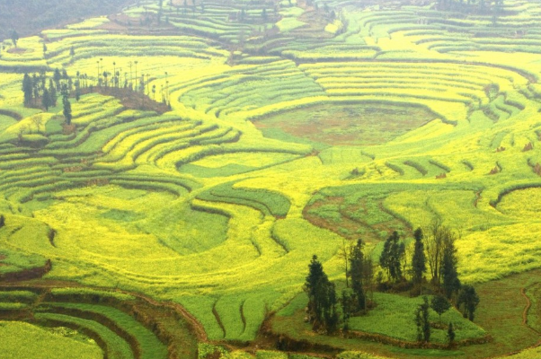 油菜熱量多少大卡 油菜熱量高么 油菜熱量多少大卡 油菜熱量高么