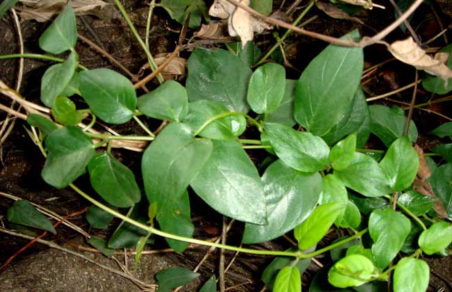 雞屎藤孕婦能吃嗎 孕早中晚期可以吃雞屎藤嗎 雞屎藤孕婦能吃嗎 孕早中晚期可以吃雞屎藤嗎