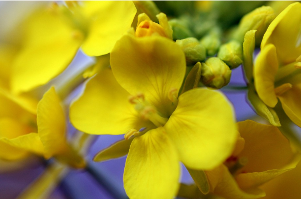 油菜熱量多少大卡 油菜熱量高么 油菜熱量多少大卡 油菜熱量高么