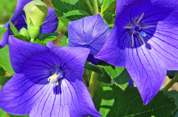 明葉菜是什么菜 明葉菜是什么植物 明葉菜是什么菜 明葉菜是什么植物