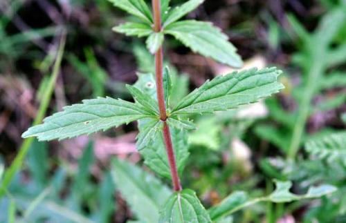 野馬追的功效與作用 野馬追的副作用與禁忌 野馬追的功效與作用 野馬追的副作用與禁忌