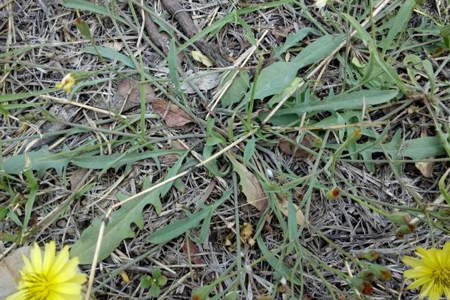 剪刀股的功效與作用 剪刀股的藥用價(jià)值 剪刀股的功效與作用 剪刀股的藥用價(jià)值