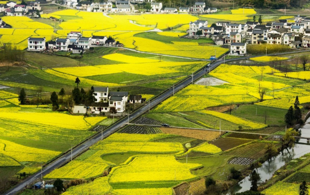 油菜熱量多少大卡 油菜熱量高么 油菜熱量多少大卡 油菜熱量高么