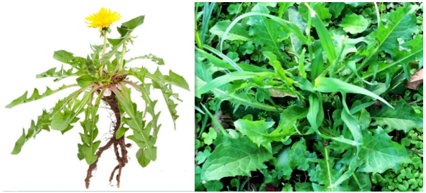 白鼓釘與蒲公英的區(qū)別 白鼓釘長(zhǎng)什么樣子 白鼓釘與蒲公英的區(qū)別 白鼓釘長(zhǎng)什么樣子