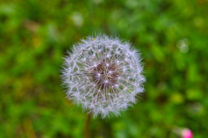 蒲公英和什么泡水喝效果最好 蒲公英和什么一起泡水喝最好 蒲公英和什么泡水喝效果最好 蒲公英和什么一起泡水喝最好