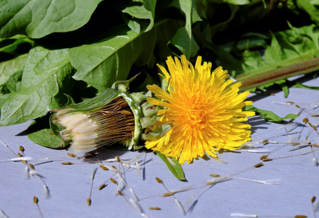 蒲公英和什么泡水喝效果最好 蒲公英和什么一起泡水喝最好 蒲公英和什么泡水喝效果最好 蒲公英和什么一起泡水喝最好