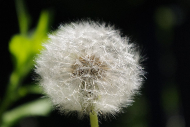 蒲公英和什么泡水喝效果最好 蒲公英和什么一起泡水喝最好 蒲公英和什么泡水喝效果最好 蒲公英和什么一起泡水喝最好