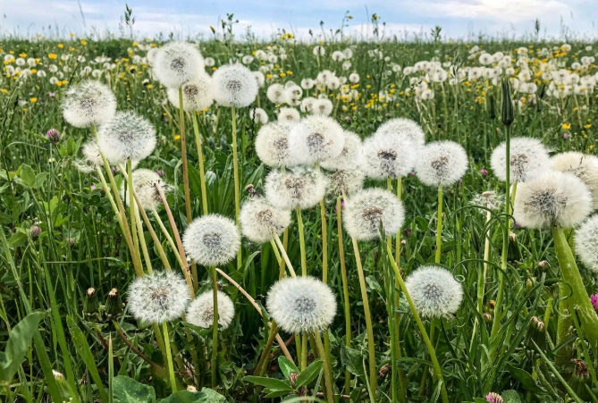 蒲公英和什么泡水喝效果最好 蒲公英和什么一起泡水喝最好 蒲公英和什么泡水喝效果最好 蒲公英和什么一起泡水喝最好