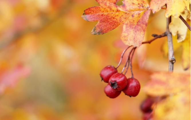 黃芪山楂泡水喝有什么功效與禁忌 黃芪山楂泡水喝有什么功效與禁忌