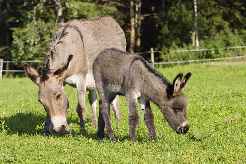 驢奶粉多少錢(qián)一盒 驢奶粉價(jià)格多少錢(qián)一斤 驢奶粉多少錢(qián)一盒 驢奶粉價(jià)格多少錢(qián)一斤