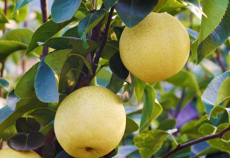 煙臺梨花啥時候開 煙臺梨幾月份成熟 煙臺梨花啥時候開 煙臺梨幾月份成熟