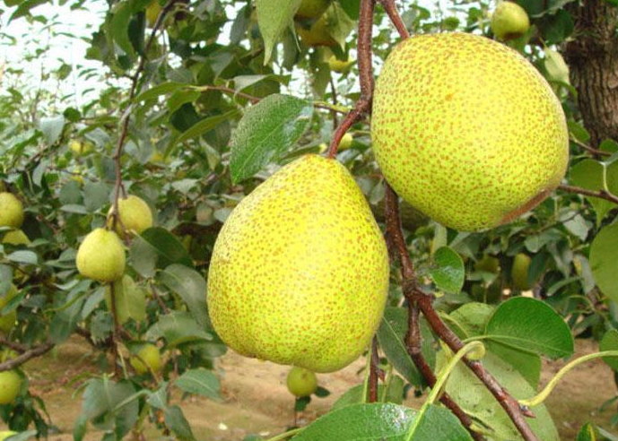 煙臺梨花啥時候開 煙臺梨幾月份成熟 煙臺梨花啥時候開 煙臺梨幾月份成熟