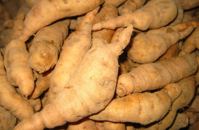 鮮地黃的功效與作用 鮮地黃有什么功效與作用 鮮地黃的功效與作用 鮮地黃有什么功效與作用