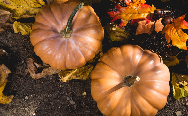 南瓜根的功效與作用 南瓜根的營養(yǎng)價值 南瓜根的功效與作用 南瓜根的營養(yǎng)價值