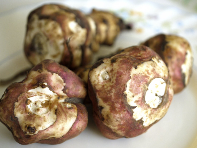 芋子和芋頭的區(qū)別 芋子和魔芋區(qū)別 芋子和芋頭的區(qū)別 芋子和魔芋區(qū)別