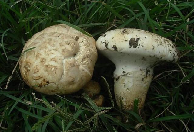 老人頭菌的功效與作用 老人頭菌有毒嗎 老人頭菌的功效與作用 老人頭菌有毒嗎