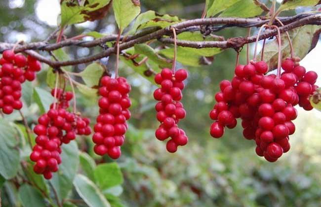 五味子蜂蜜泡水喝的功效與作用 五味子蜂蜜水的作用與功效 五味子蜂蜜泡水喝的功效與作用 五味子蜂蜜水的作用與功效