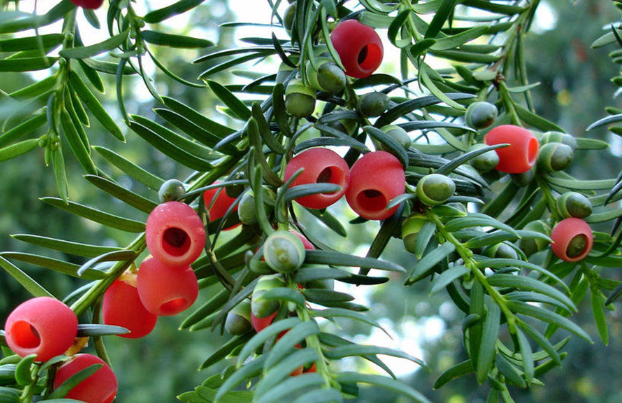 紅豆杉根泡酒的功效 紅豆杉根酒的功效與作用及食用方法 紅豆杉根泡酒的功效 紅豆杉根酒的功效與作用及食用方法