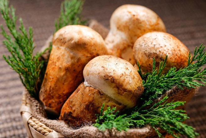 老人頭菌的功效與作用 老人頭菌有毒嗎 老人頭菌的功效與作用 老人頭菌有毒嗎