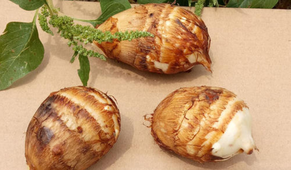 芋子的作用與功效與作用 芋子的作用與功效與作用禁忌 芋子的作用與功效與作用 芋子的作用與功效與作用禁忌