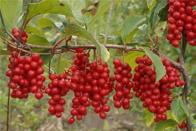 五味子蜂蜜泡水喝的功效與作用 五味子蜂蜜水的作用與功效 五味子蜂蜜泡水喝的功效與作用 五味子蜂蜜水的作用與功效