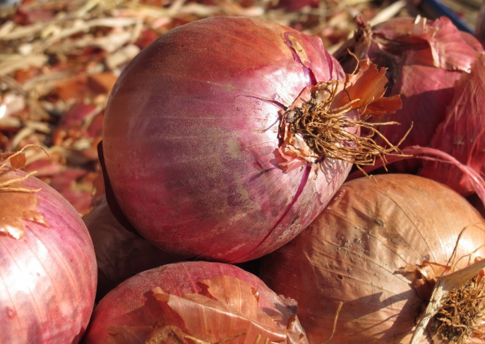 水洋蔥煮水喝功效 水洋蔥泡茶對(duì)前列腺好嗎 水洋蔥煮水喝功效 水洋蔥泡茶對(duì)前列腺好嗎