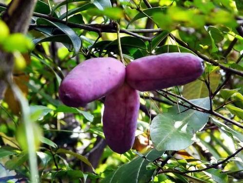 八月瓜皮曬干泡水喝的功效 八月瓜皮泡水能治什么病 八月瓜皮曬干泡水喝的功效 八月瓜皮泡水能治什么病