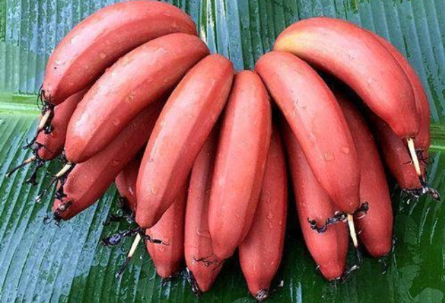 紅香蕉硬硬的是不是沒(méi)熟 紅香蕉怎樣催熟 紅香蕉硬硬的是不是沒(méi)熟 紅香蕉怎樣催熟