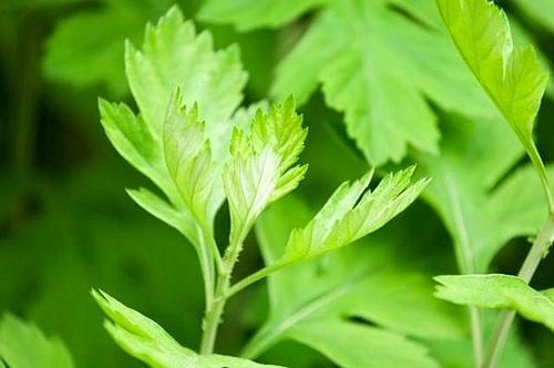 新鮮艾葉怎么保存最好 新鮮艾葉保存方法 新鮮艾葉怎么保存最好 新鮮艾葉保存方法