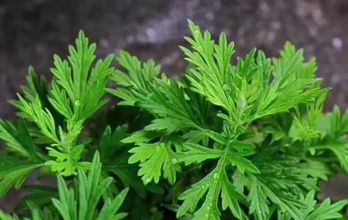 新鮮艾葉可以泡腳嗎 新鮮艾葉泡腳去體內(nèi)濕氣嗎 新鮮艾葉可以泡腳嗎 新鮮艾葉泡腳去體內(nèi)濕氣嗎