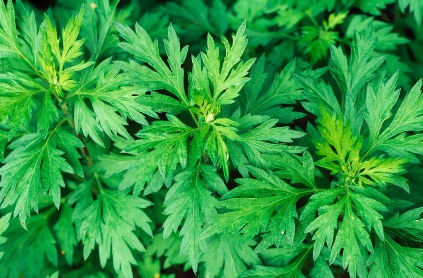 新鮮艾葉可以泡腳嗎 新鮮艾葉泡腳去體內(nèi)濕氣嗎 新鮮艾葉可以泡腳嗎 新鮮艾葉泡腳去體內(nèi)濕氣嗎